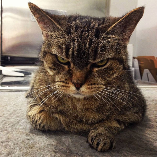 These Cats Are Definitely Not Mad At You