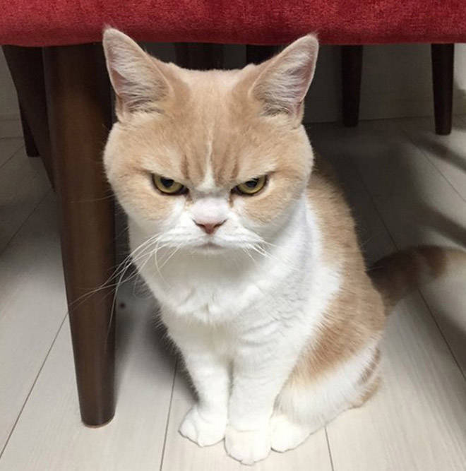 These Cats Are Definitely Not Mad At You