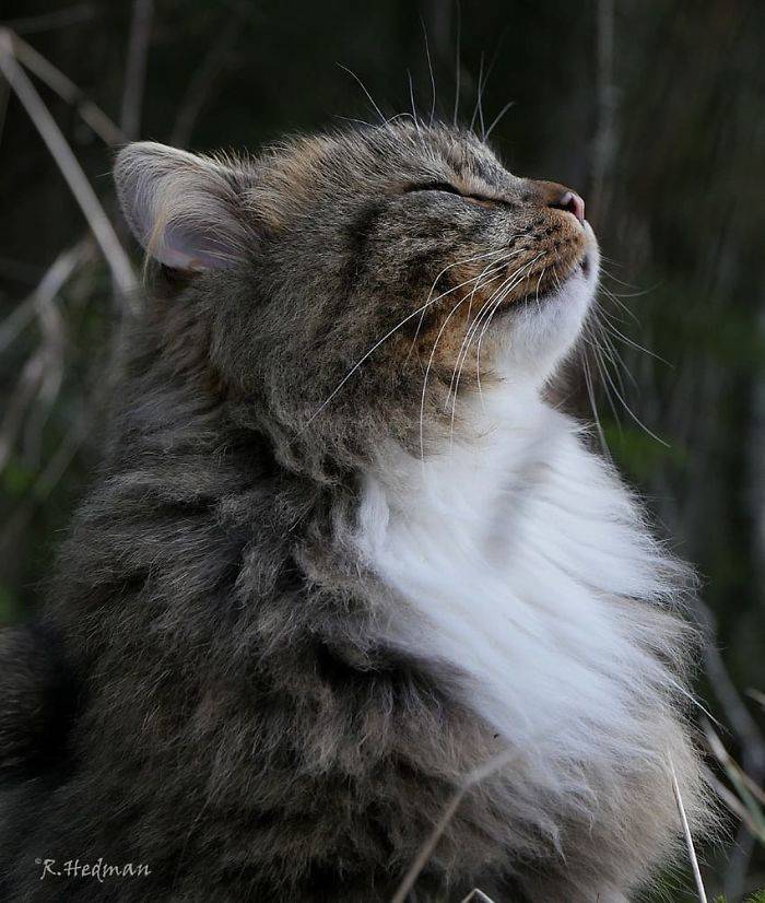 These Finnish Cats Know – The Furrier You Are, The Funnier You Are