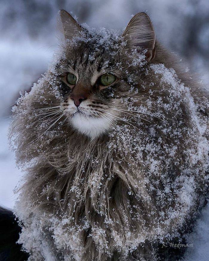 These Finnish Cats Know – The Furrier You Are, The Funnier You Are