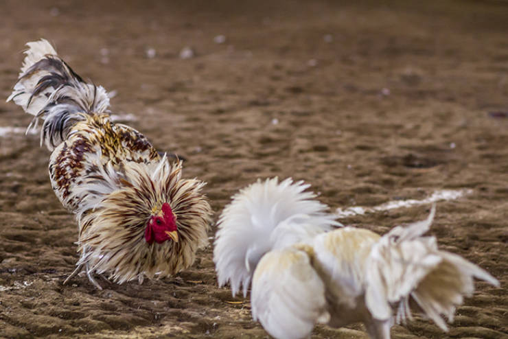 A Basket Of Golden Facts About Chickens