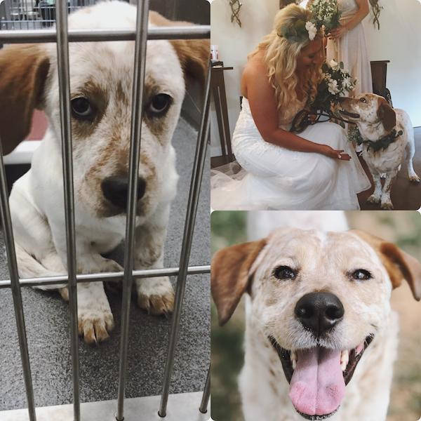 Dogs Love Being Adopted!