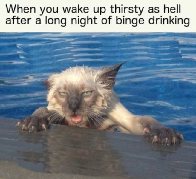 These Hangover Memes Want To Kill Themselves Too