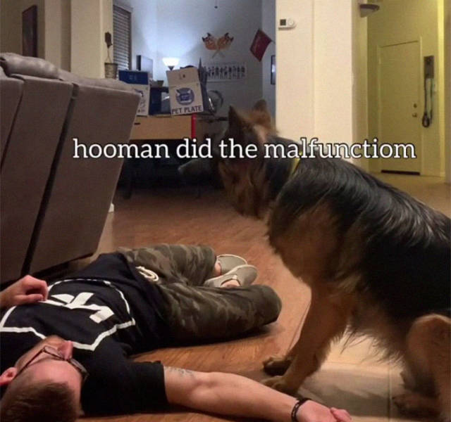 Two Adorable Dogs Try To “Save” Their “Hooman” Who “Collapsed”