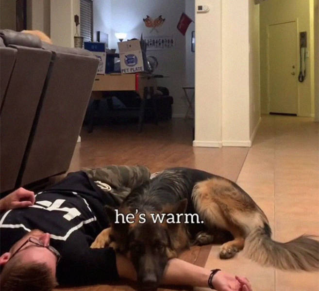 Two Adorable Dogs Try To “Save” Their “Hooman” Who “Collapsed”