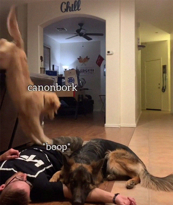 Two Adorable Dogs Try To “Save” Their “Hooman” Who “Collapsed”