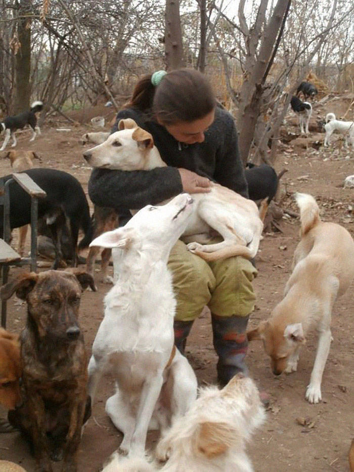 This Man Started Taking In Unwanted Dogs, Now There’s A Shelter With 750 Of Them (20 pics
