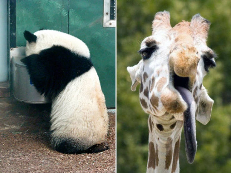 Animals Who Regret Their Last Night’s Decisions