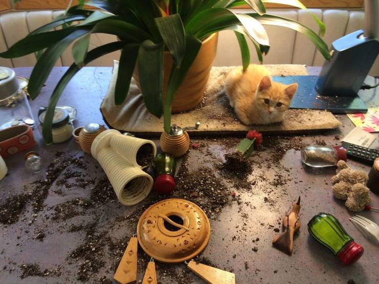 Daily Picdump