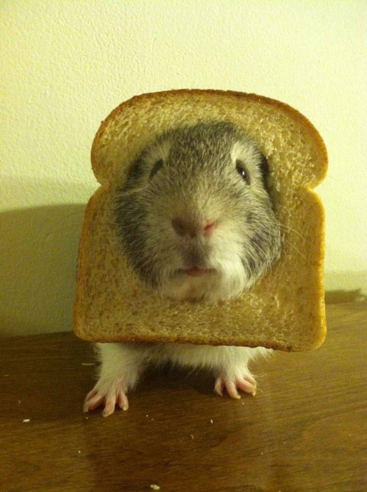 Daily Picdump