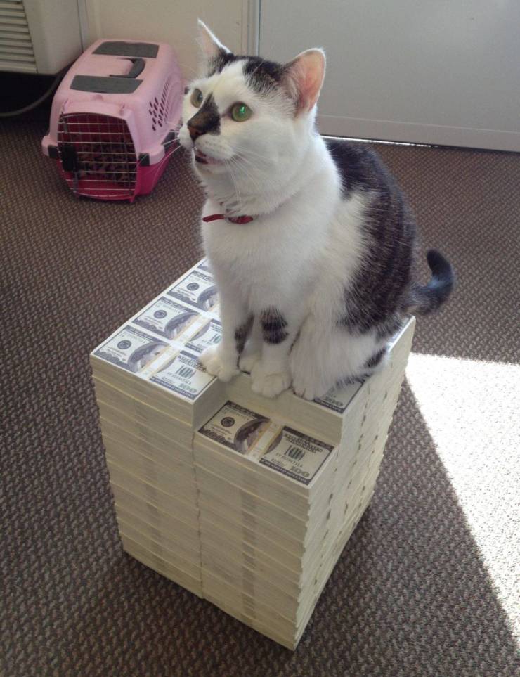 Daily Picdump