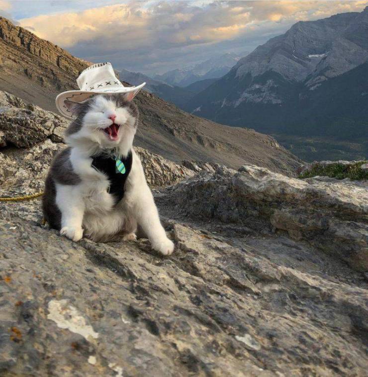 Daily Picdump