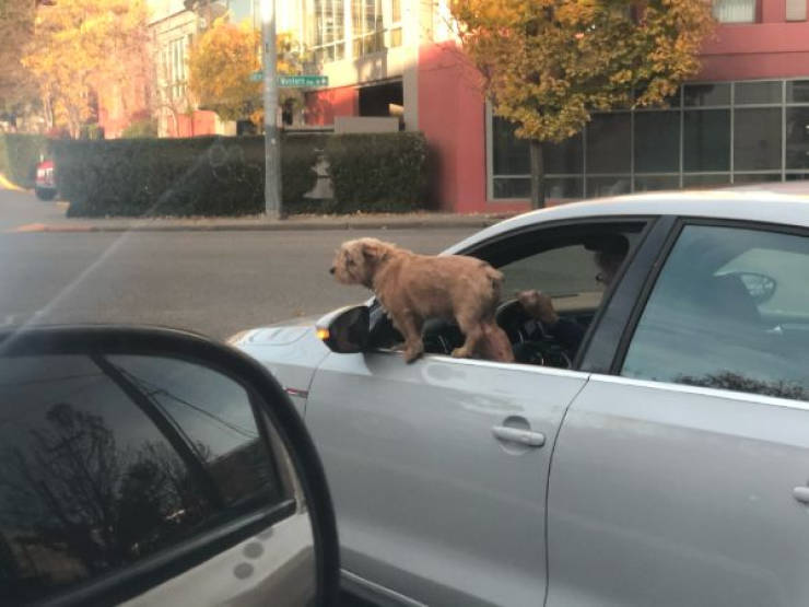 Forget About Your Driver’s License