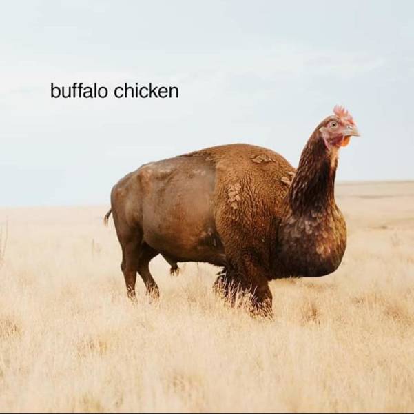 Funny Picdump
