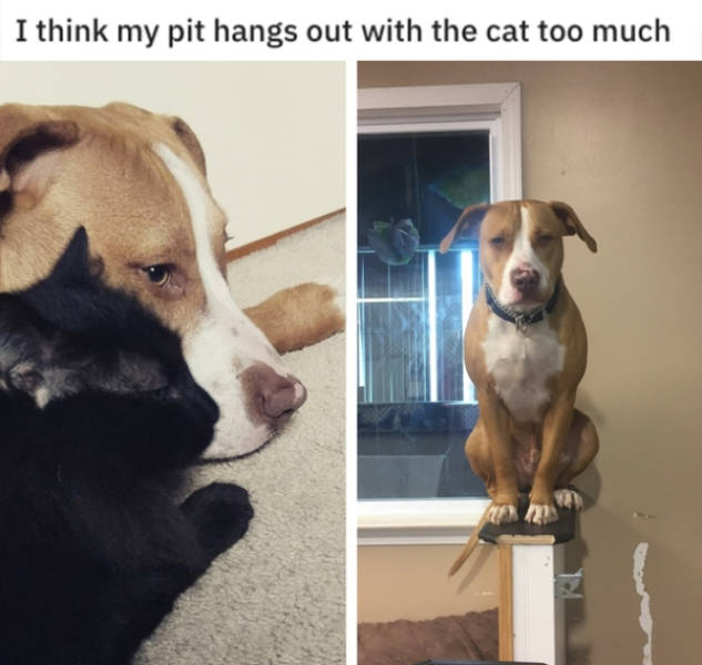 Pit Bulls Can Be Intimidating, But They Are Still Good Boys