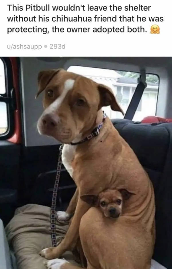 Pit Bulls Can Be Intimidating, But They Are Still Good Boys