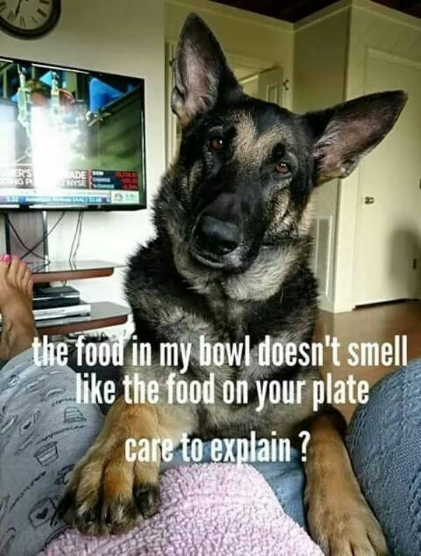 Wag Your Tail At These Dog Memes