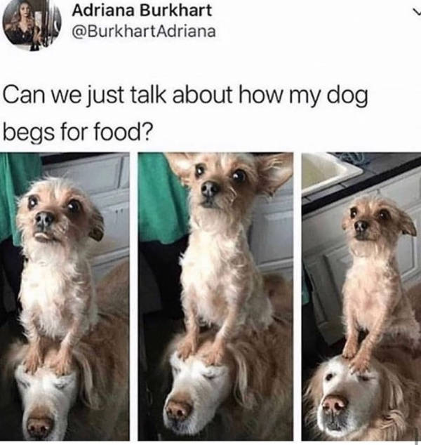 Wag Your Tail At These Dog Memes