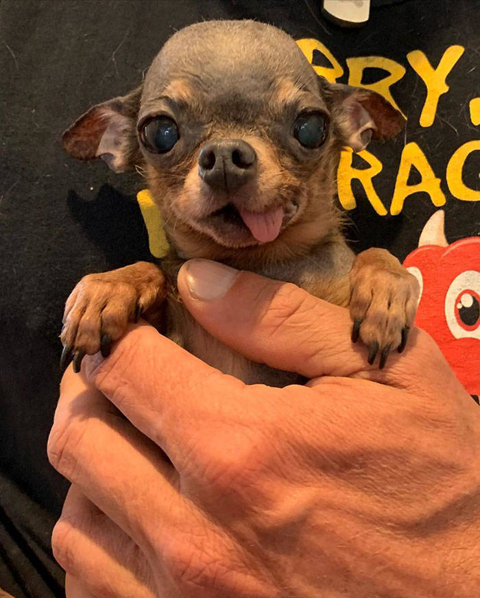 He Laughed At Small Dogs, But Then A Chihuahua Saved His Life, And Now He’s Paying Back
