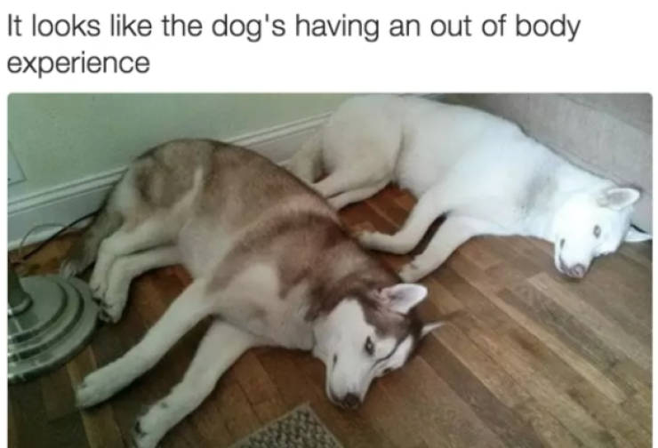 Let’s Meme How These Dogs Meme