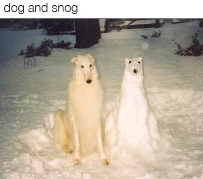 Let’s Meme How These Dogs Meme