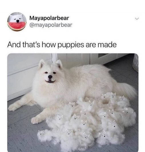 Let’s Meme How These Dogs Meme