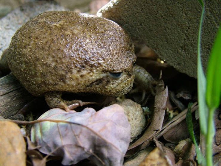 This Is A Rain Frog, And It Is Not Happy About Your Life Choices