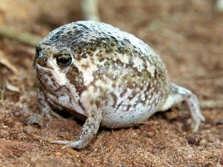 This Is A Rain Frog, And It Is Not Happy About Your Life Choices