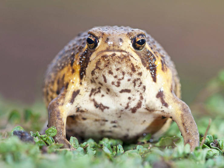 This Is A Rain Frog, And It Is Not Happy About Your Life Choices