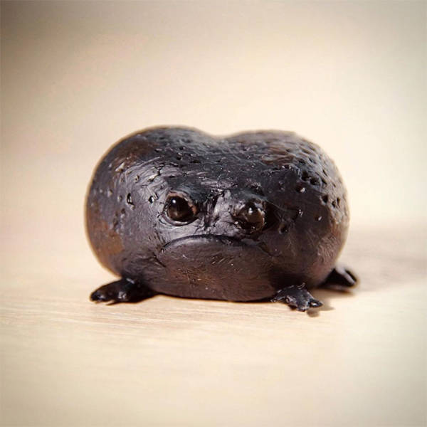 This Is A Rain Frog, And It Is Not Happy About Your Life Choices