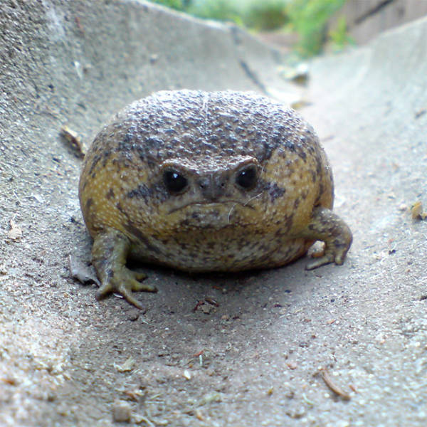 This Is A Rain Frog, And It Is Not Happy About Your Life Choices