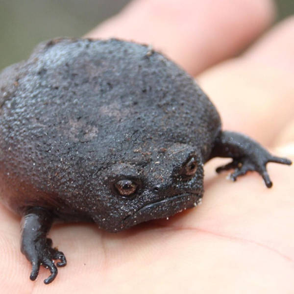 This Is A Rain Frog, And It Is Not Happy About Your Life Choices