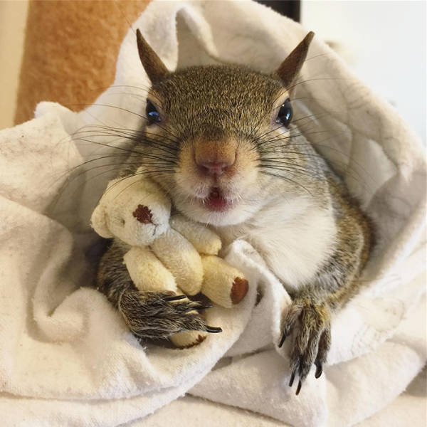 This Saved Squirrel Is Rapidly Turning Into A Celebrity