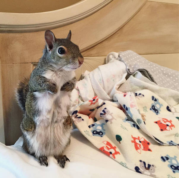 This Saved Squirrel Is Rapidly Turning Into A Celebrity