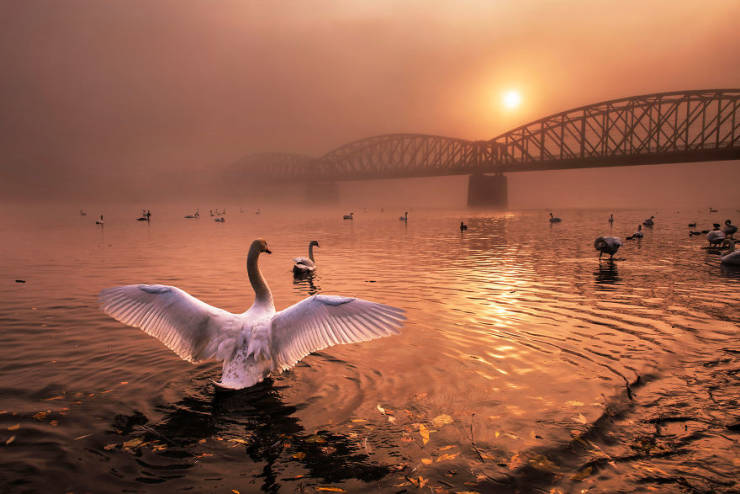 Take A Look At Winners Of The “2019 Nature Photographer Of The Year”
