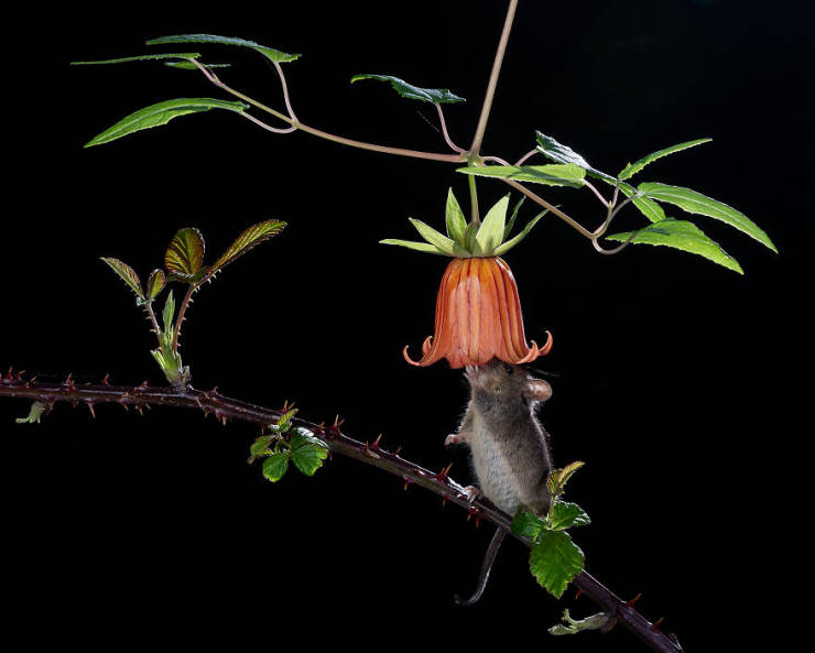Take A Look At Winners Of The “2019 Nature Photographer Of The Year”