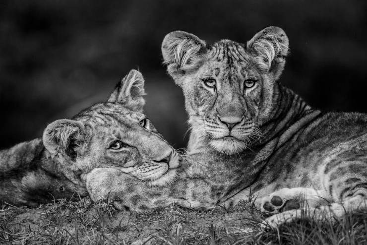 Take A Look At Winners Of The “2019 Nature Photographer Of The Year”