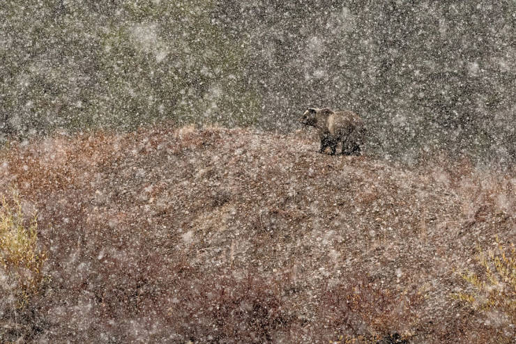 Take A Look At Winners Of The “2019 Nature Photographer Of The Year”
