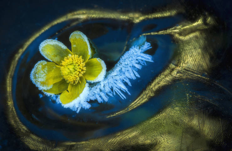 Take A Look At Winners Of The “2019 Nature Photographer Of The Year”