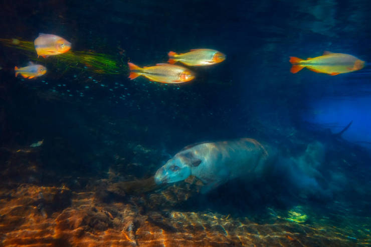 Take A Look At Winners Of The “2019 Nature Photographer Of The Year”