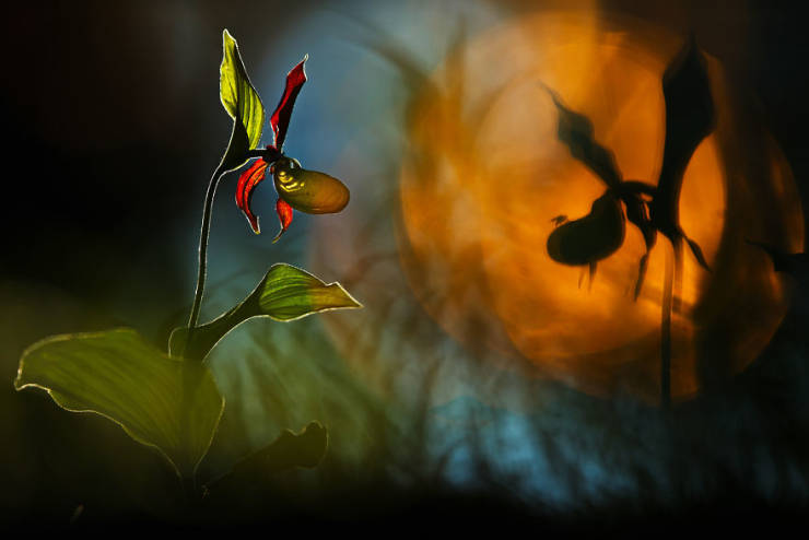 Take A Look At Winners Of The “2019 Nature Photographer Of The Year”