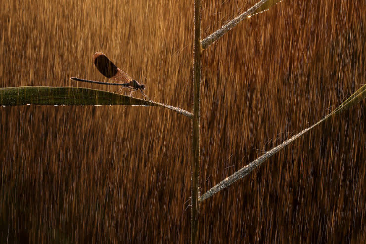 Take A Look At Winners Of The “2019 Nature Photographer Of The Year”