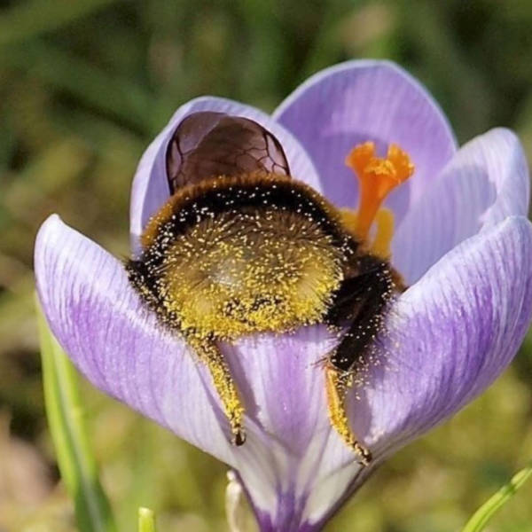 These Tired Bees Could Be Your Spirit…Insects?