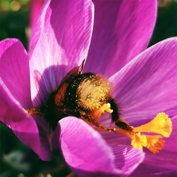 These Tired Bees Could Be Your Spirit…Insects?