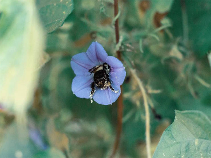These Tired Bees Could Be Your Spirit…Insects?