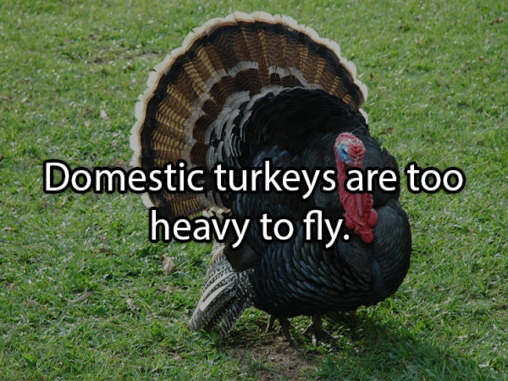 These Turkey Facts Are Not Cold At All