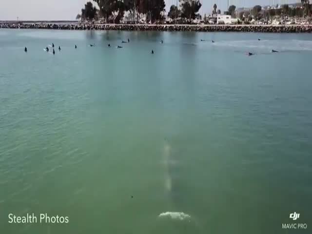 Surprise Grey Whale!