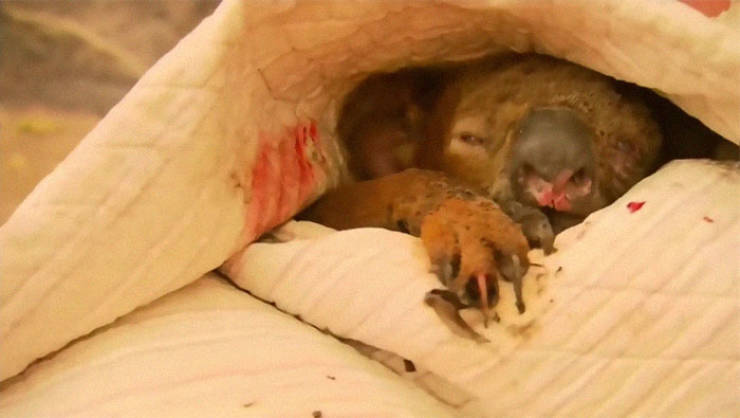 Australian Woman Saves A Terrified Koala From Bushfires In New South Wales