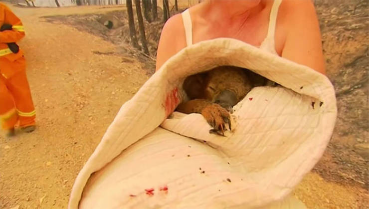 Australian Woman Saves A Terrified Koala From Bushfires In New South Wales