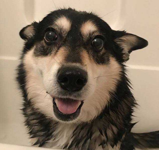 Our Pets Are Closer To Us Than We Might Think
